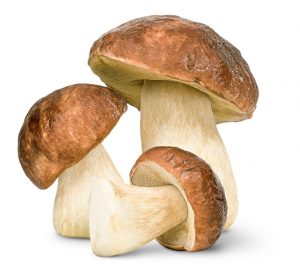 CHAMPIGNONS